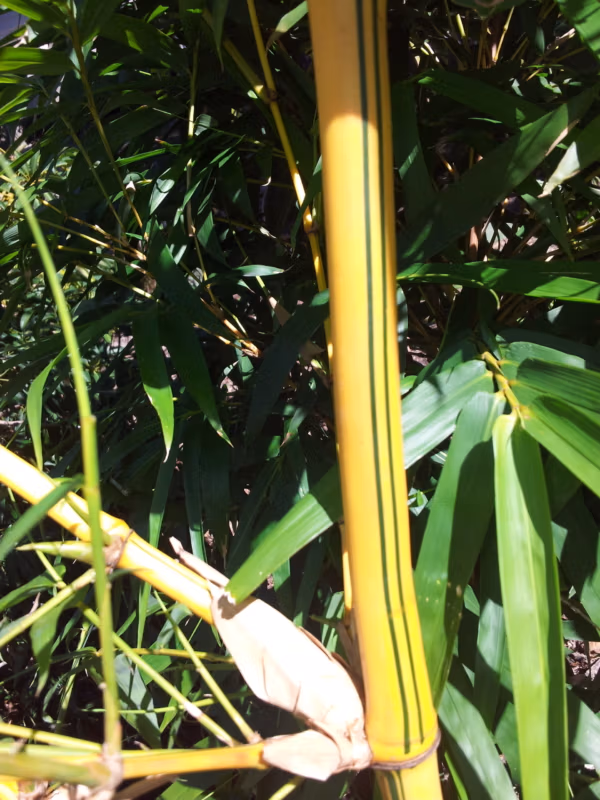 Painted Bamboo 100Mm Pot Painted Bamboo 100Mm Pot - Image 16