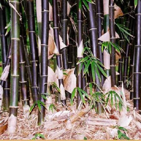 Timor Black Sydney Bamboo