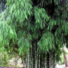 Ornamental Bamboo Plants