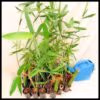 Bambusal oldhamii Sydney Bamboo 1 1 768x768 1