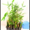 Bambusal oldhamii Sydney Bamboo 3