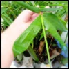 Bambusal oldhamii Sydney Bamboo 4