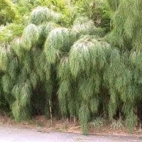 Mexican Weeping 1 Copy