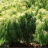 Mexican weeping 2