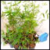 Slender Weavers Sydney Bamboo 200mm pots 5