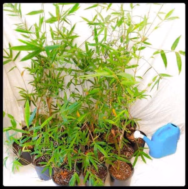 Slender Weavers Bamboo Plants Gracilis 200Mm Pots 1.3-1.8M Slender Weavers Sydney Bamboo 200Mm Pots 5