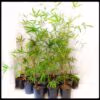 Slender Weavers Sydney Bamboo 200mm pots 7