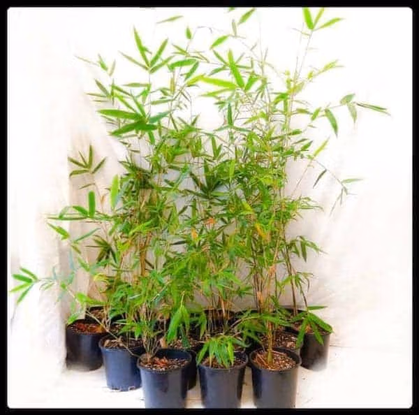 Slender Weavers Bamboo Plants Gracilis 200Mm Pots 1.3-1.8M Slender Weavers Sydney Bamboo 200Mm Pots 7