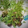 Sydney Bamboo Slender Weavers 200mm pots 1
