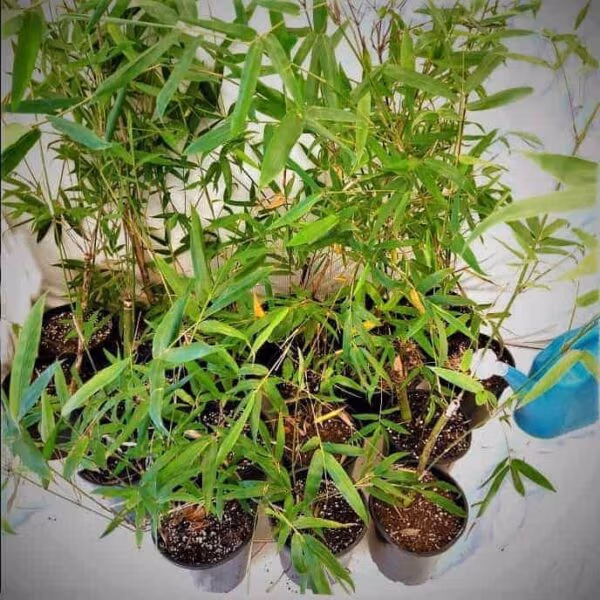 Slender Weavers Bamboo Plants Gracilis 200Mm Pots 1.3-1.8M Sydney Bamboo Slender Weavers 200Mm Pots 1