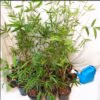 Sydney Bamboo Slender Weavers 200mm pots 5