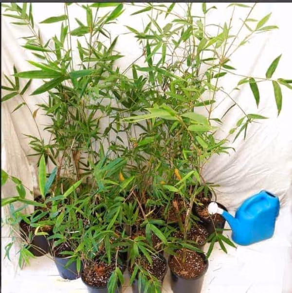 Slender Weavers Bamboo Plants Gracilis 200Mm Pots 1.3-1.8M Sydney Bamboo Slender Weavers 200Mm Pots 5