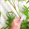 Sydney Bamboo Slender Weavers 200mm pots 6