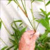 Sydney Bamboo Slender Weavers 200mm pots 6