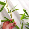 Sydney Bamboo Slender Weavers 200mm pots 7
