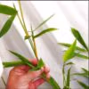 Sydney Bamboo Slender Weavers 200mm pots 7