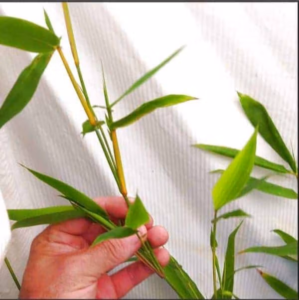 Slender Weavers Bamboo Plants Gracilis 200Mm Pots 1.3-1.8M Sydney Bamboo Slender Weavers 200Mm Pots 7
