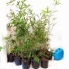 Sydney Bamboo Slender Weavers 200mm pots 8