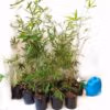 Sydney Bamboo Slender Weavers 200mm pots 8
