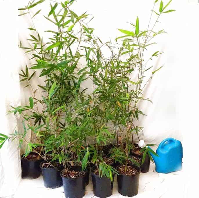 9 easy steps: How to Grow a Bamboo Screen