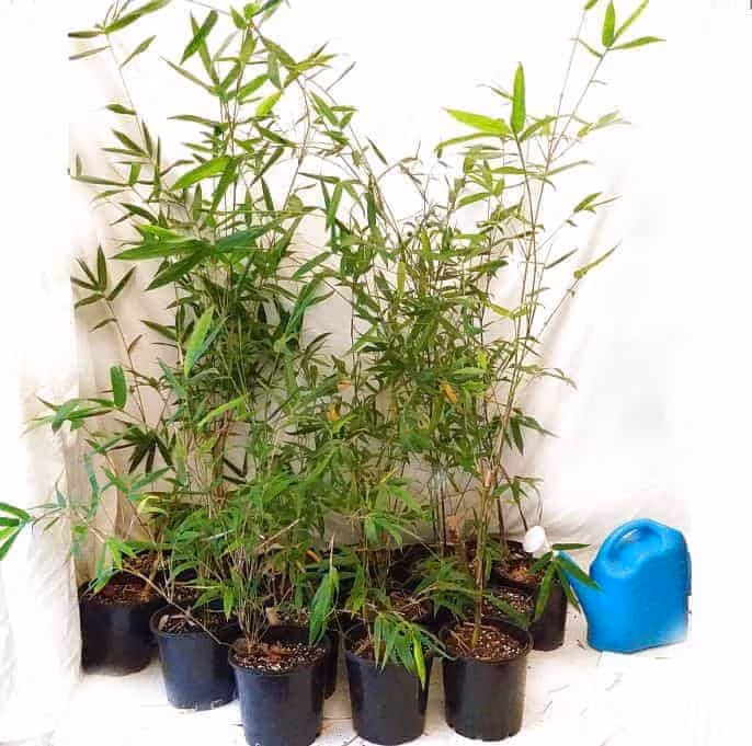Slender Weavers Bamboo Plants Gracilis 200Mm Pots 1.3-1.8M Sydney Bamboo Slender Weavers 200Mm Pots 8