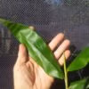 20131208 073339 scaled