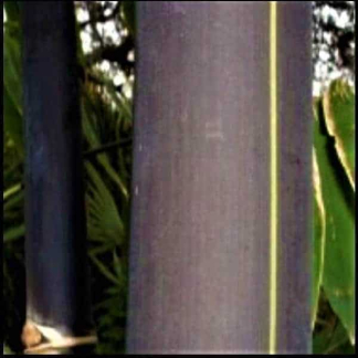 Black asper bamboo
