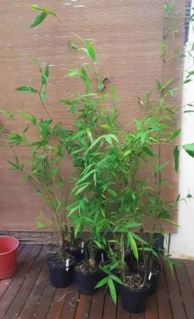 Dark Weavers Upload 4 Scaled