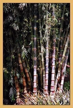 Dendrocalamus Indo Asper