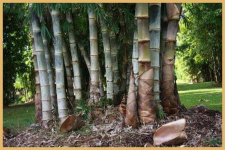 Dendrocalamus asper bamboo
