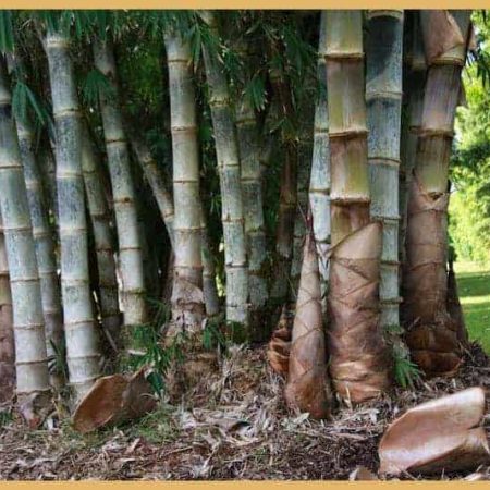 Dendrocalamus Asper Bamboo