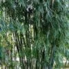Large Screening Bamboo Bmbusa textilis fusca