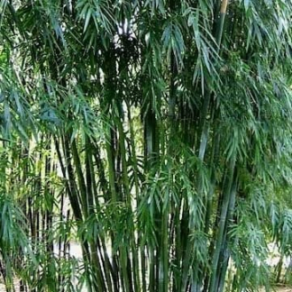 Large Screening Bamboo Bmbusa Textilis Fusca