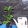 Hitam 75mm 1 scaled