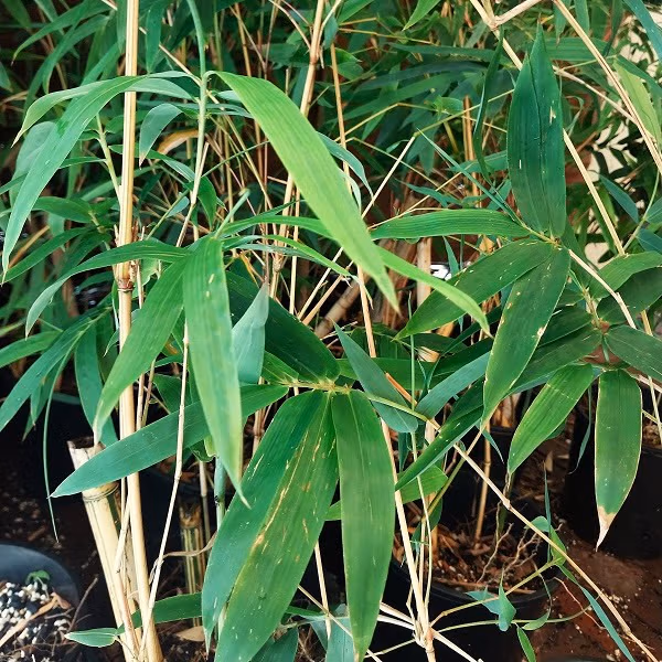Alfonse Karr Bamboo 200Mm Pots - Image 8