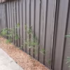 Slender Weavers 200mm before 12 months