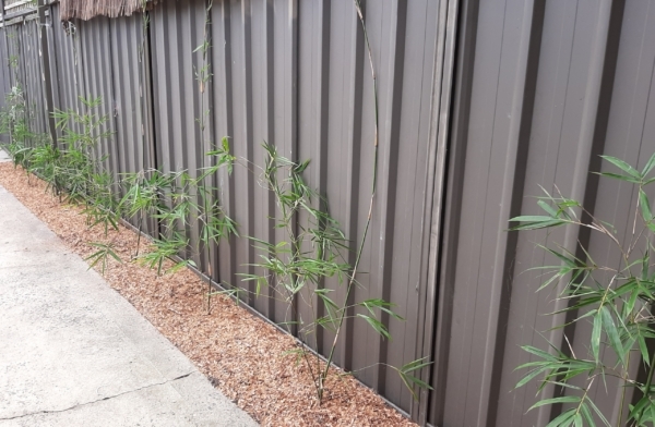 Slender Weavers 200Mm Before 12 Months