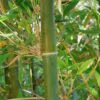 497Px Bambusa Oldhamii Joint