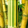 800Px Bambusa Vulgaris 2