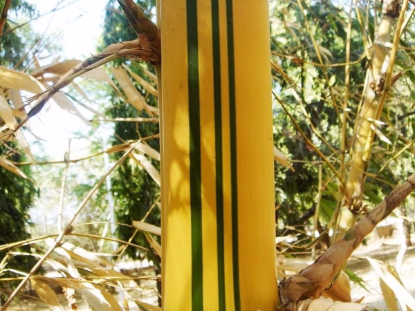 Painted Bamboo 100Mm Pot Painted Bamboo 100Mm Pot - Image 17