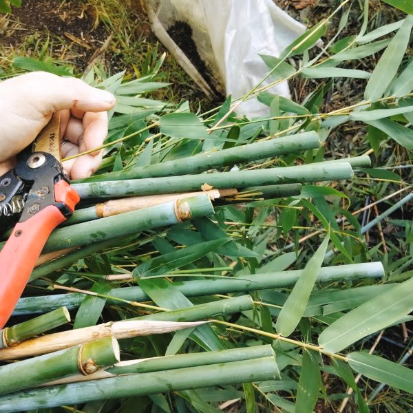 Faq Slender Weavers: Honest Answers About 20 Slender Weaver'S Culms Ready To Cut