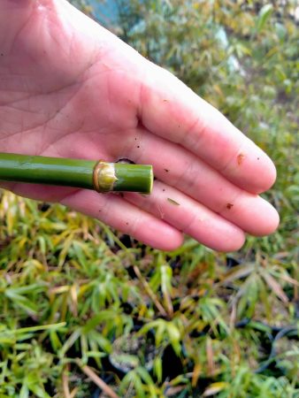How To Cut Bamboo To Keep It At A Lower Height And Form A Hedge