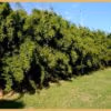 Alfonse Karr Hedge
