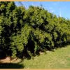 Alfonse Karr Bamboo As A Screen