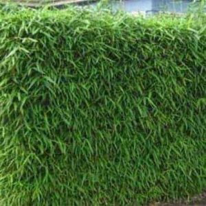 Bamboo Plants for Sale Grow a Bamboo Hedge