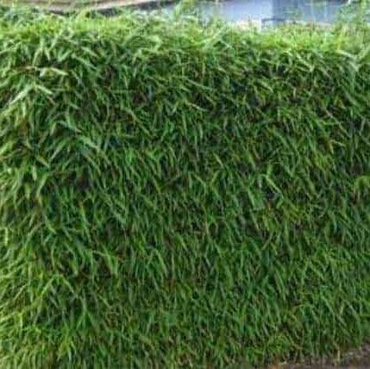 Bamboo Plants for Sale Grow a Bamboo Hedge