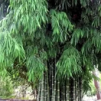 Bambusa Nana