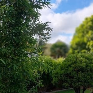 Tropical Bamboo Garden Sydney Bamboo