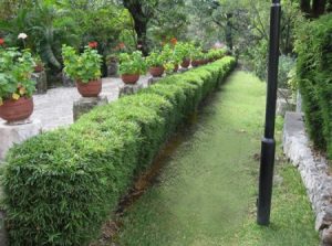 Bamboo Hedge