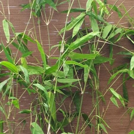 Bambusa lako 3